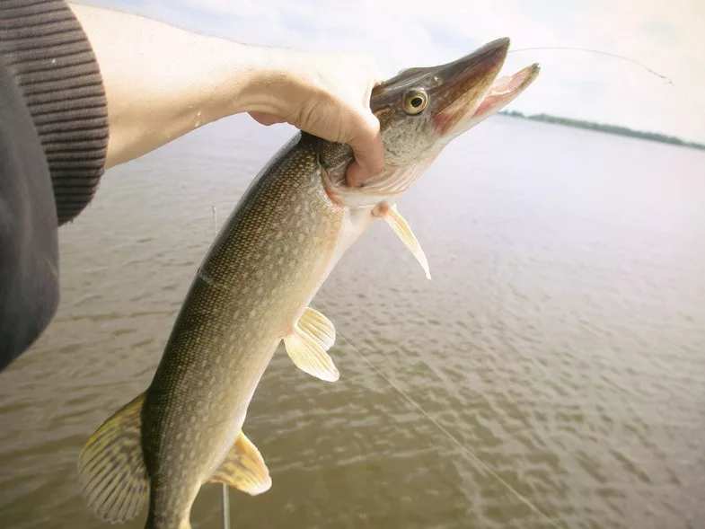 Ул василия васильева 1 пермь. Рыбы пермского края. Пермь улица липатова 12 рыболов-турист. Рыбалка в пермском крае зимой. Рыболов пермь.