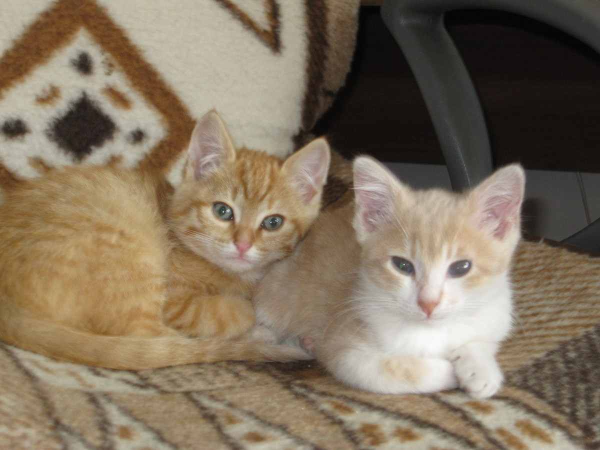 Как-то раз нам принесли практически одновременно двух котят, девочку  и мальчика, которые были примерно одного возраста друг с другом. Дочь тогда еще спросила меня: «Ты понимаешь, что они могут подрасти и принести потомство?» На что я ответила, что мы будем очень внимательно наблюдать за их взрослением, и не пропустим тот момент, когда надо будет их стерилизовать. 