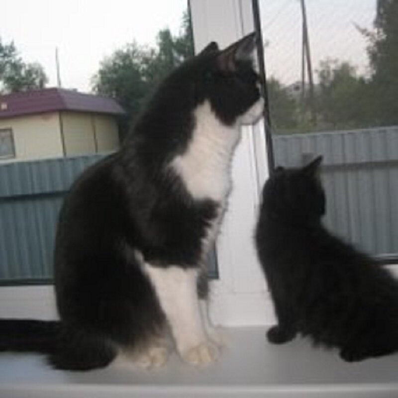 Кошка Маруся с котёнком 