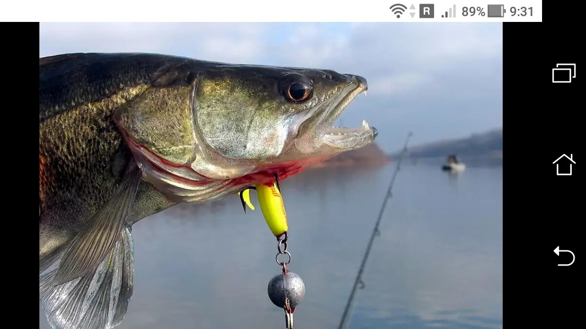 фото Снасть для ловли судака