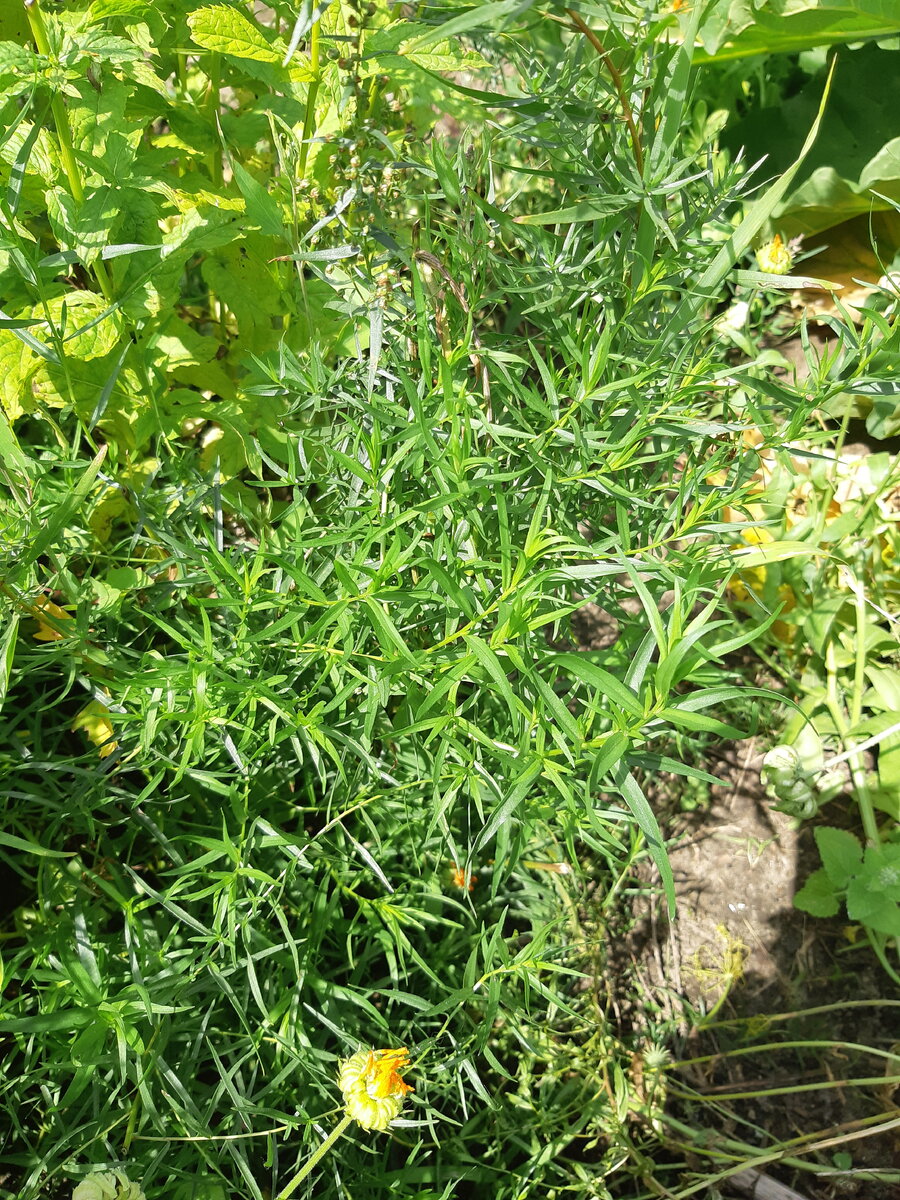 Куст тархуна разлегся на земле))