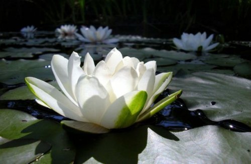 24. Белый лотос (White Lotus)
