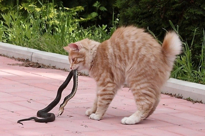 Фото с Яндекс картинки.