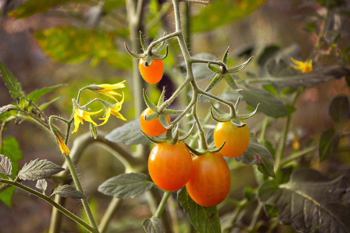 Семена томатов листья. Листья томата. Помидорные листья. Листик помидора. Томаты на ветке.