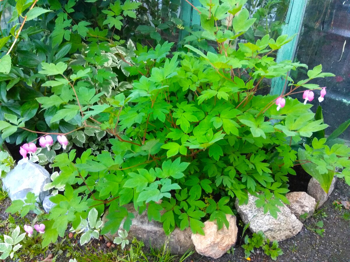 Куст дицентры в начале цветения