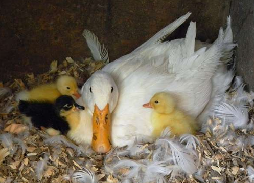 Фото пекинской утки с маленькими утятами
