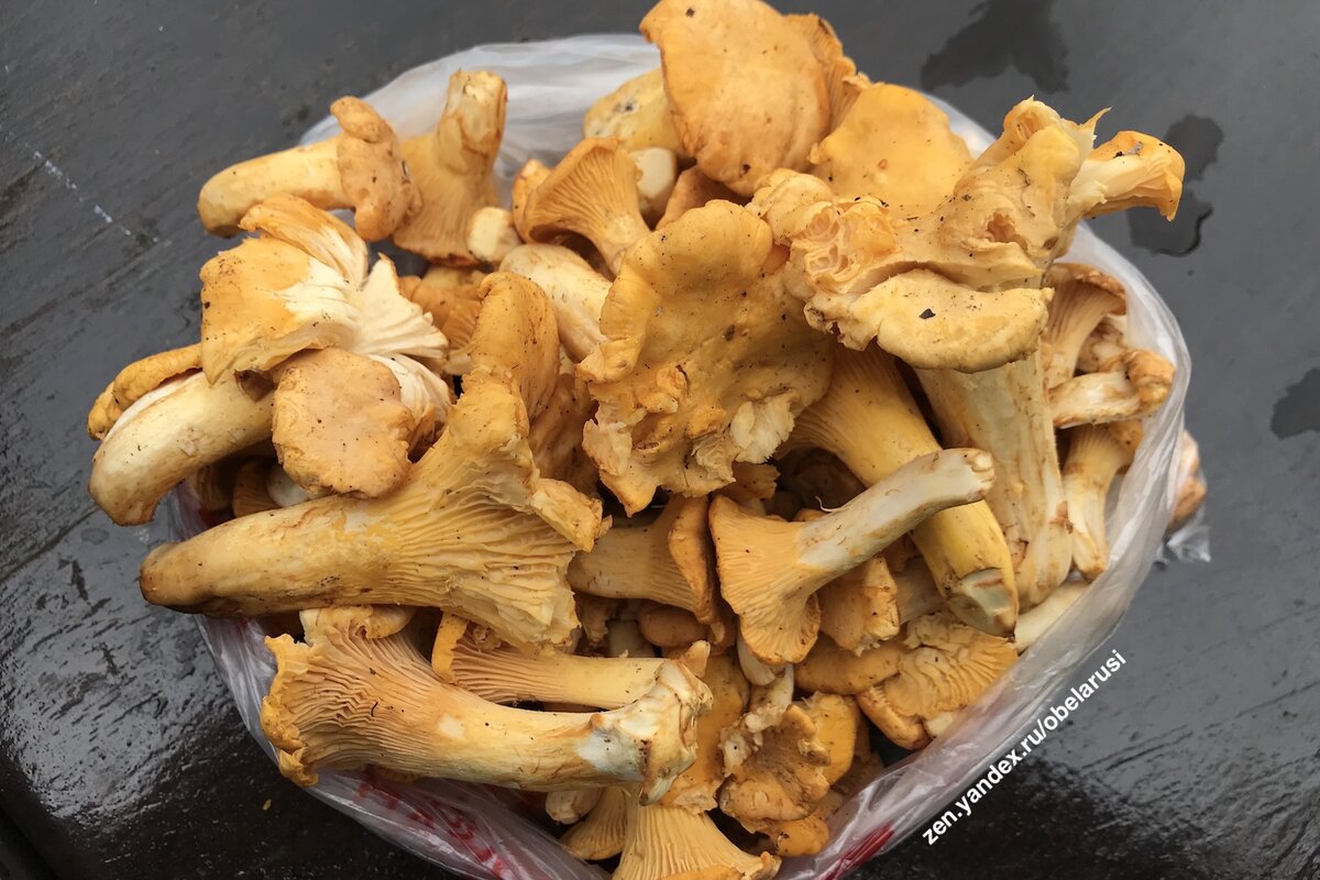 Лисички из-под Минска.