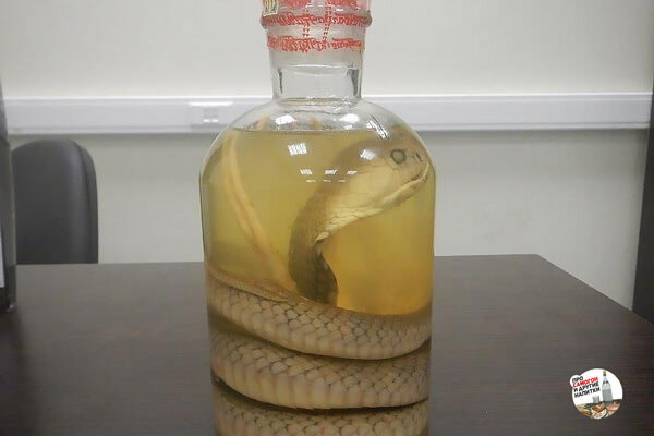 Как я пил водку со змеей и уцелел. Змеи иногда остаются живыми в спирту или водке