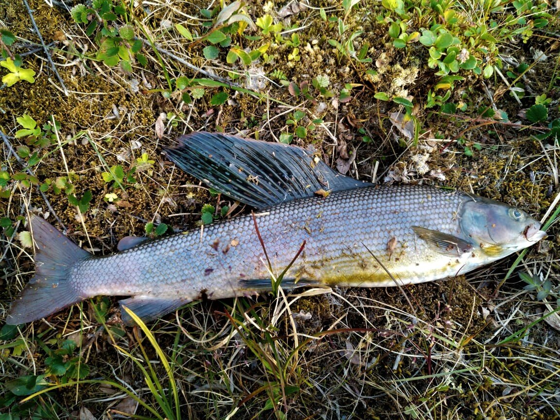 умба мурманская рыбалка. рыба в реке устья. таймень рыба фото. рыба в реке устья. рыба в реке устья.