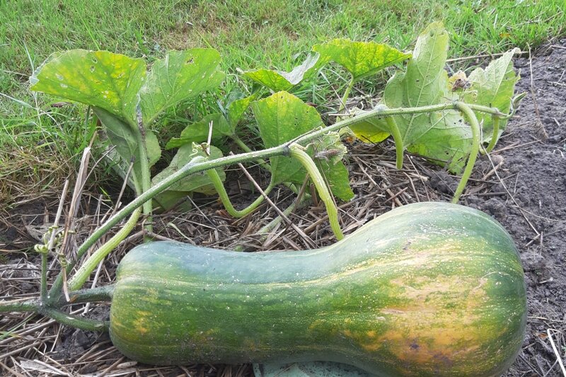 Тыква Мускатная. Фото автора.