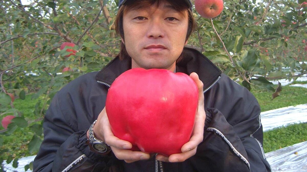 Вес яблоко 1,149 кг