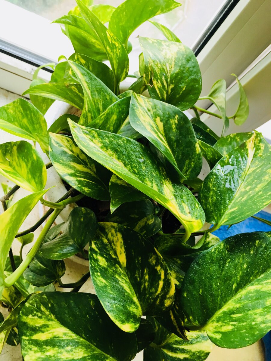 Epipremnum aureum (сциндаптус) уход в домашних условиях