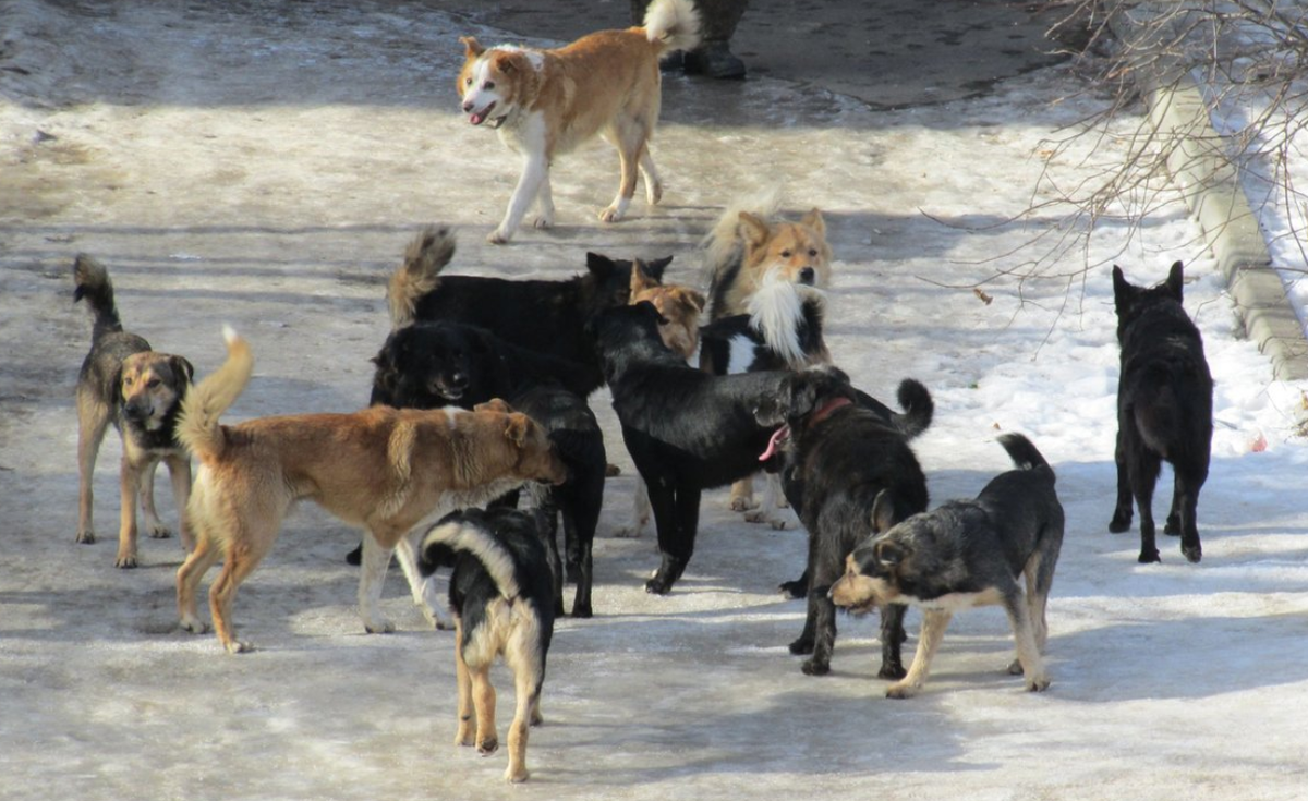 фото из сети Интернет