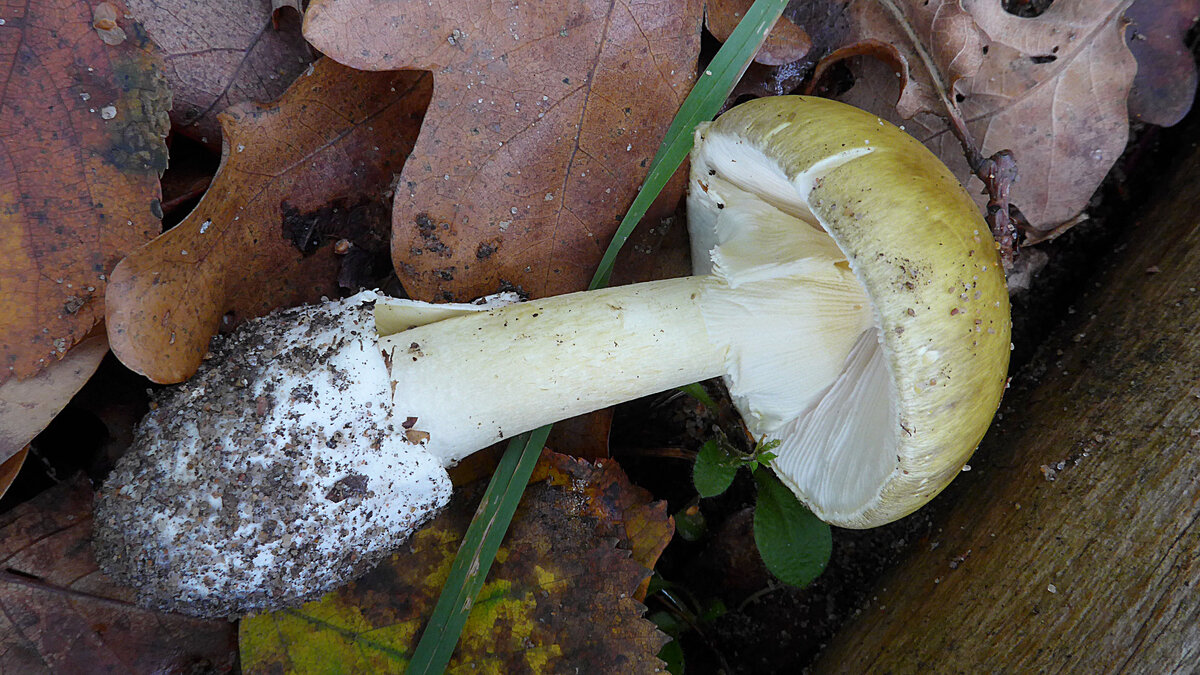 Бледная поганка. Фото автора.