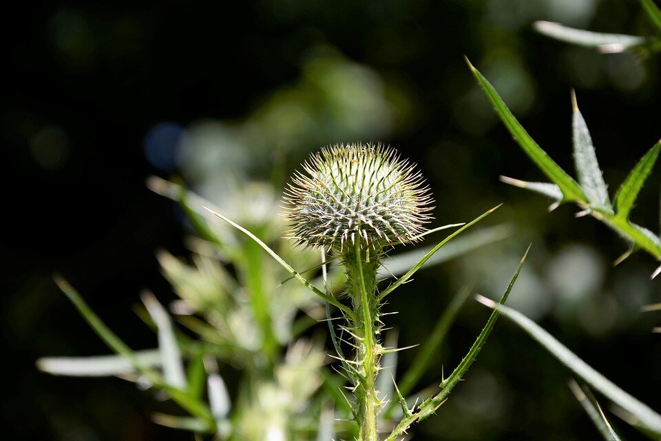 https://cdn.pixabay.com/photo/2019/07/13/04/28/sticker-bush-4334034_960_720.jpg