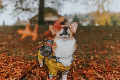 https://unsplash.com/photos/tK8_vb4rx5o