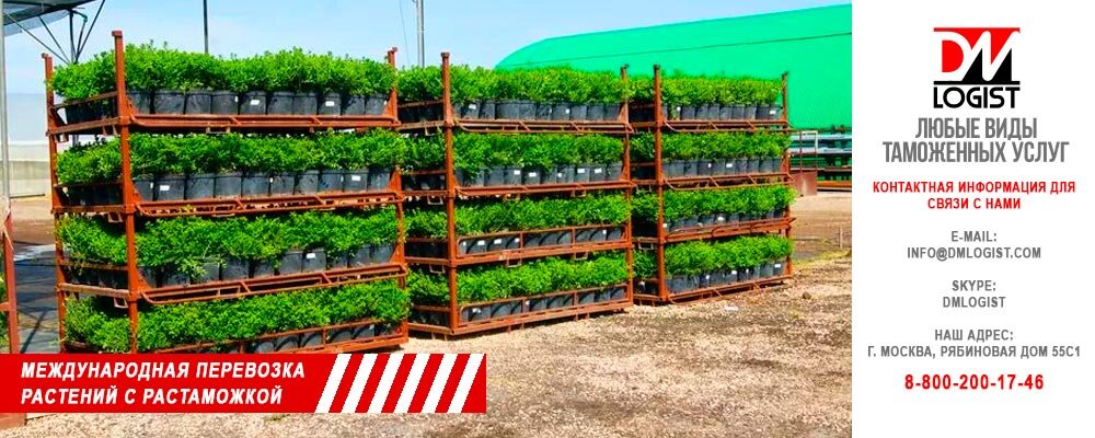 Международная перевозка растений с растаможкой