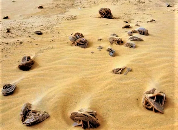 Розы в пустыне. Фото из открытых источников