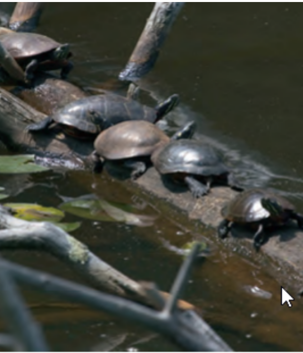 Черепахи были самым важным пунктом в меню скального приюта