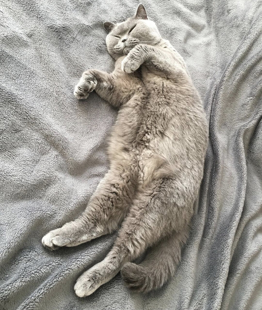 Беременность кошки, первые признаки