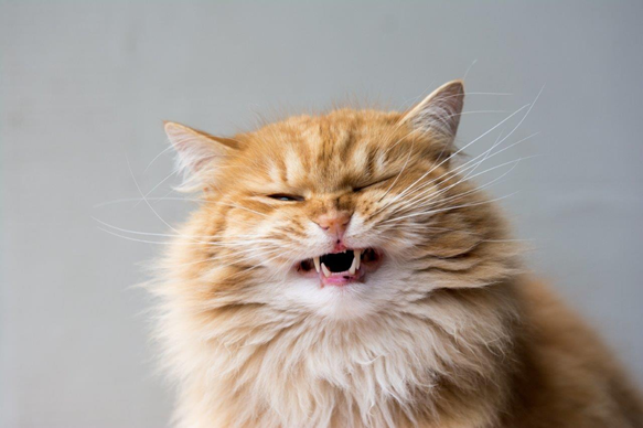 Почему кошка скрипит зубами? | Бетховен - сеть зоомагазинов | Дзен
