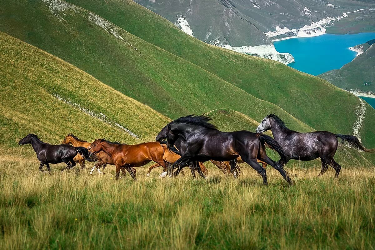 Грузия Казбек Чабан