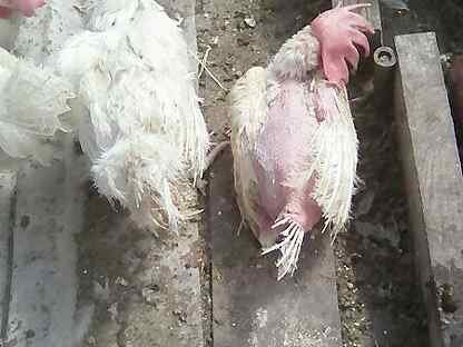 Реальность. Фото из инета, но мои были не лучше.