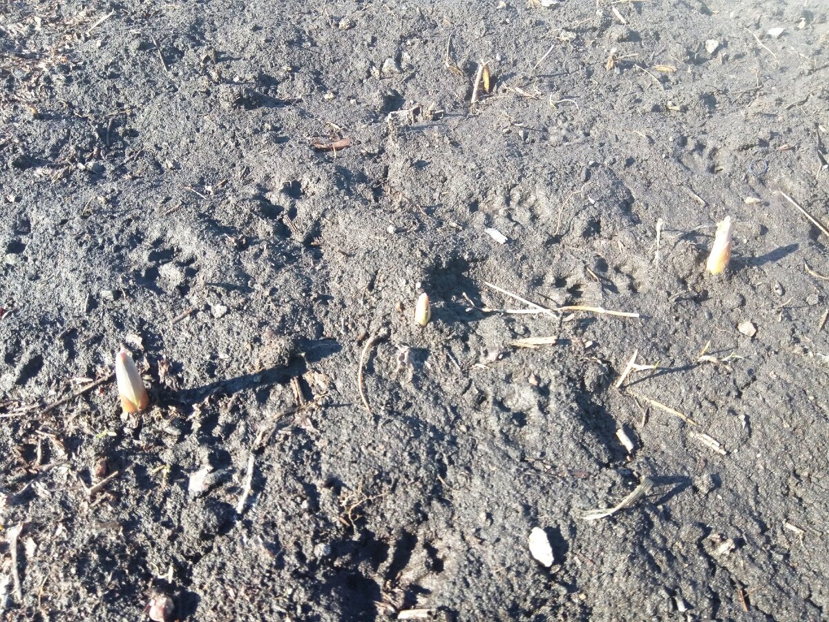 Рокамболь первым открывает сезон овощей.