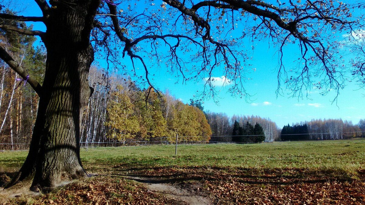 Тот самый дуб, на фото он кажется компактным) 