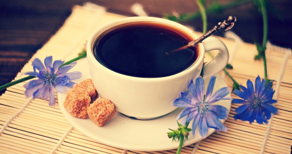 цикорий чудесный напиток для здоровья