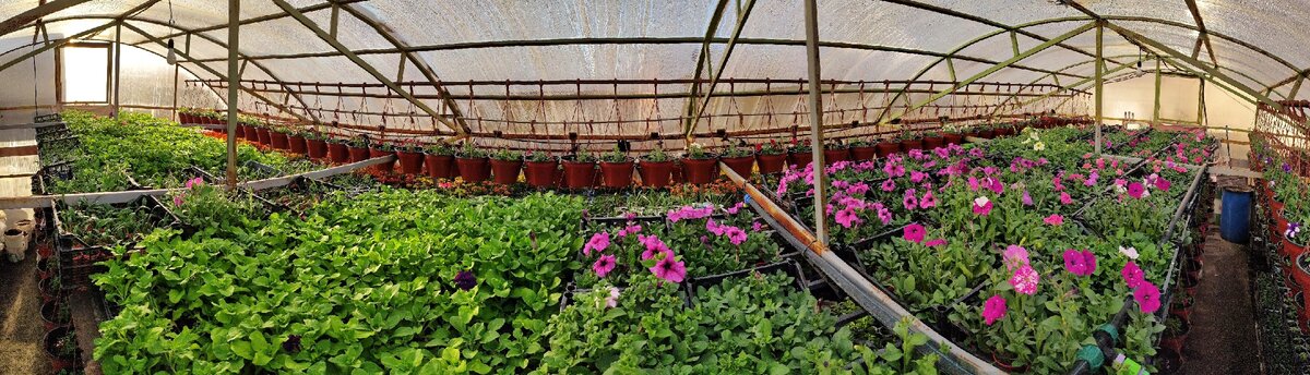 Теплица с рассадой цветов. Панорама. Фото автора