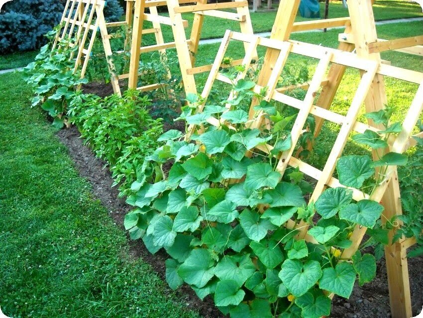 Огурцы на открытом грунте