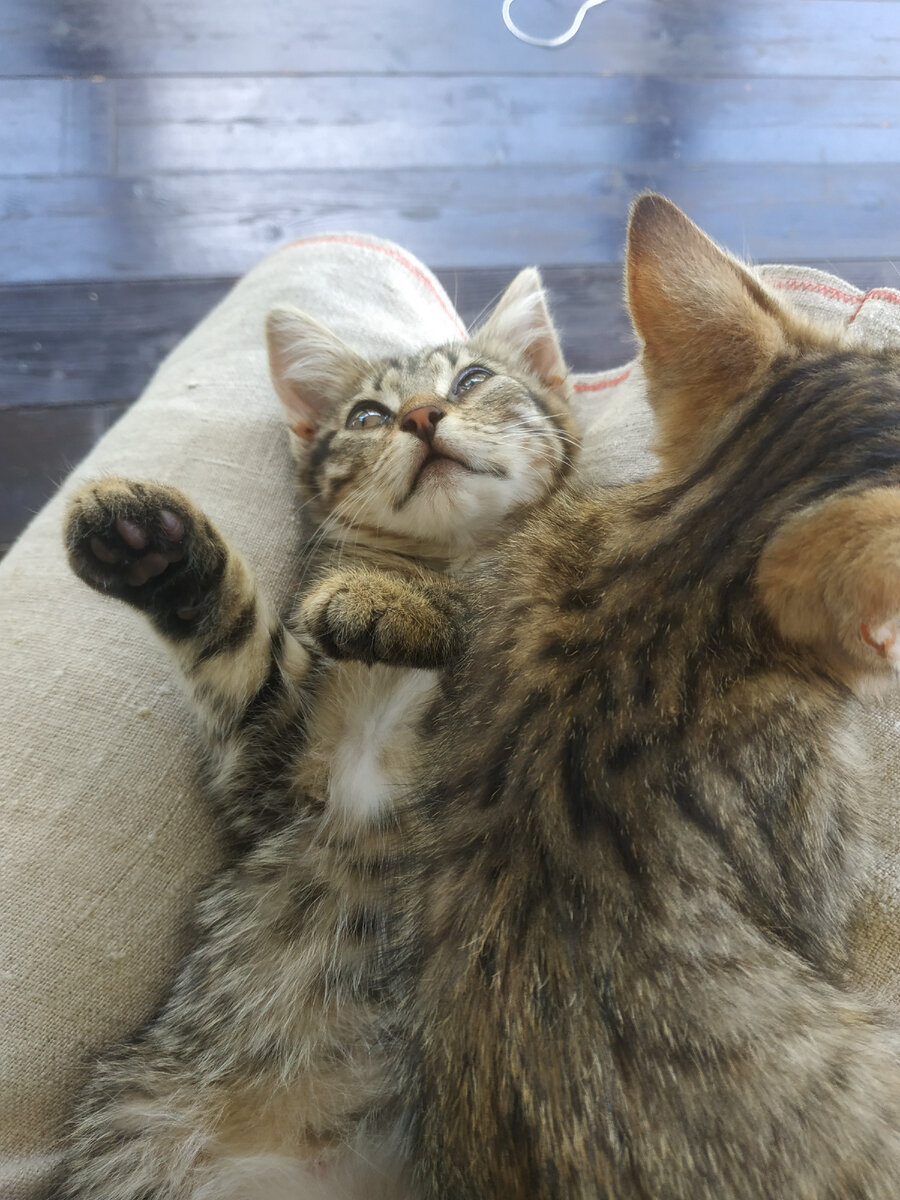 фото автора- балдеющий котёнок от почесулек))