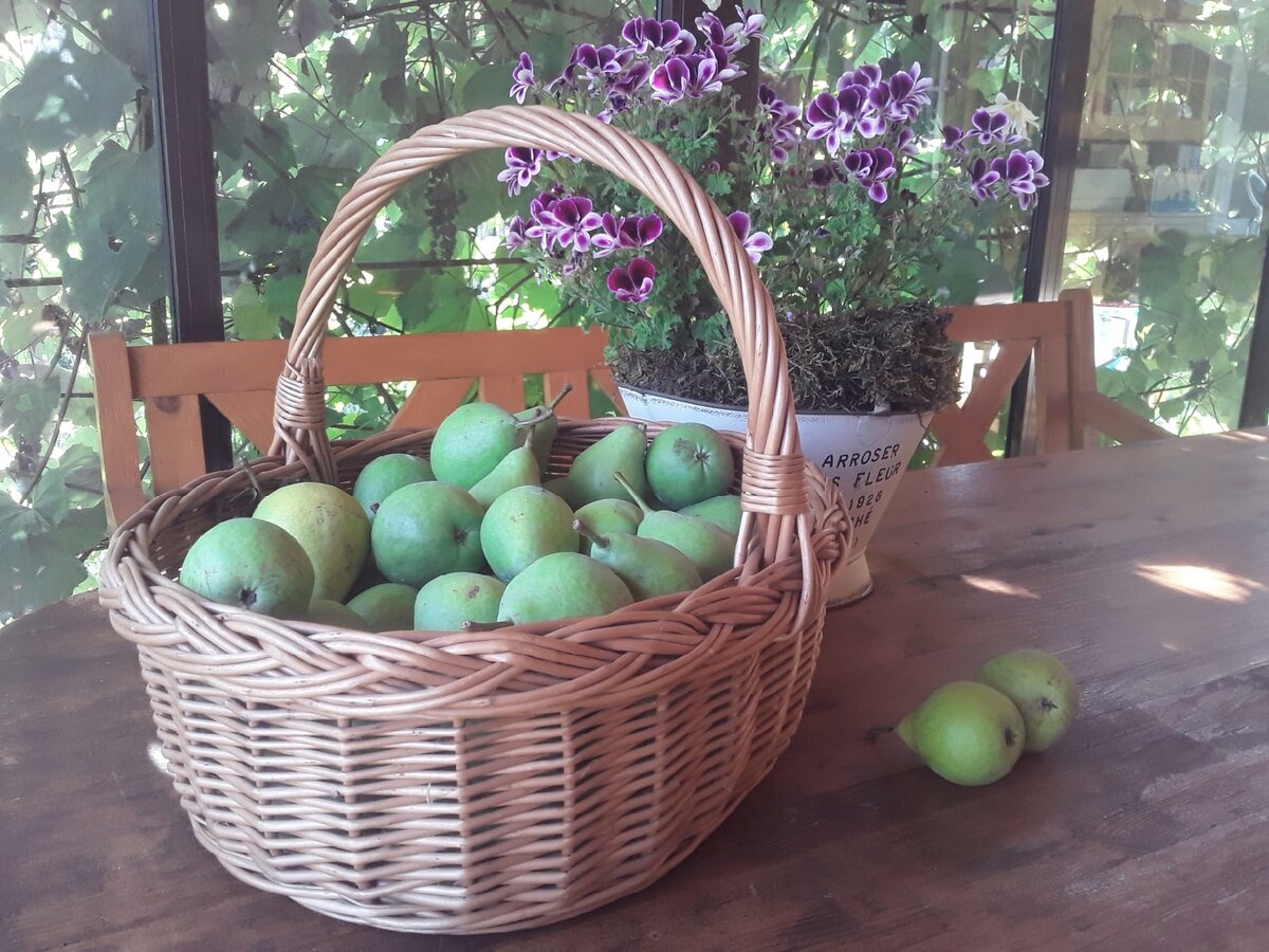 Груши "дозариваются"