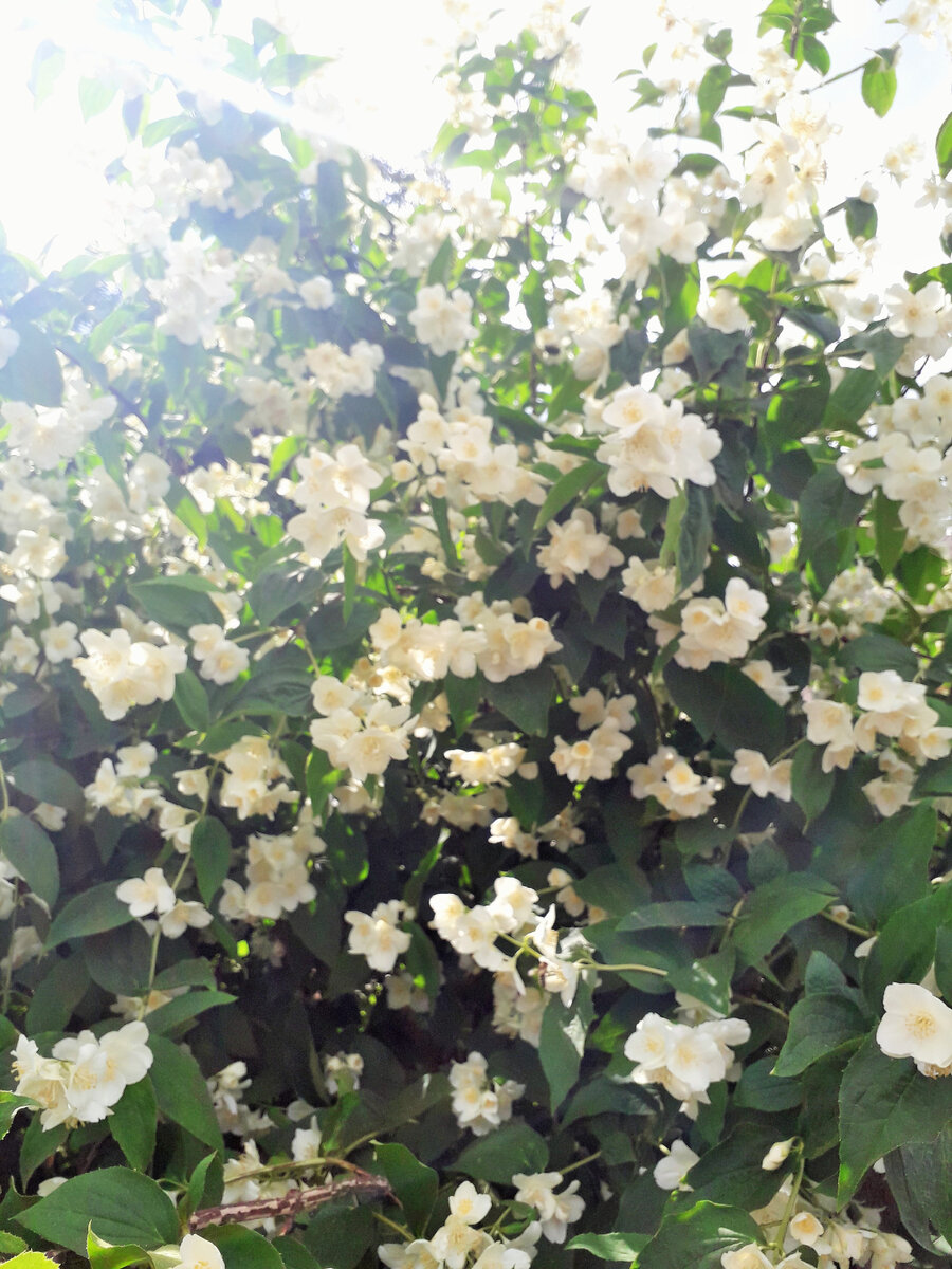 Обрезаю постоянно.