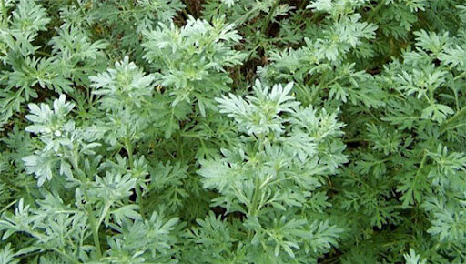 Полынь горькая