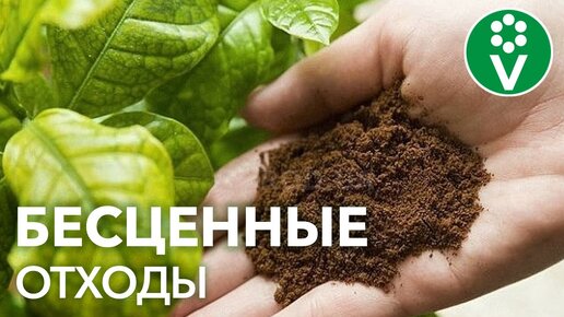 Остановитесь! Вы выбрасываете это Удобрение Для Рассады каждый день!