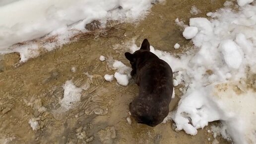 ФИГУРНОЕ КАТАНИЕ французского бульдога МАСИ с ПАПОЙ во ДВОРЕ