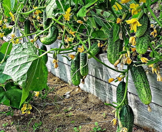 Чтобы огурцы хорошо росли - нужен достойный уход и подкорм