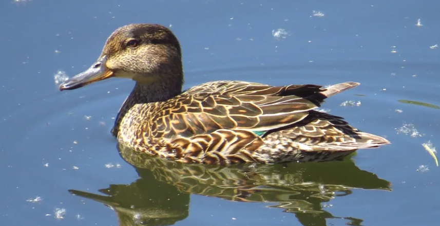 Чирок. Фотография взята с https://clck.ru/WrenU