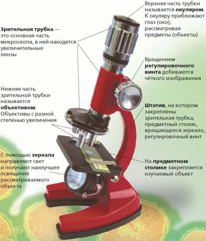 Цифровой микроскоп строение 5 класс