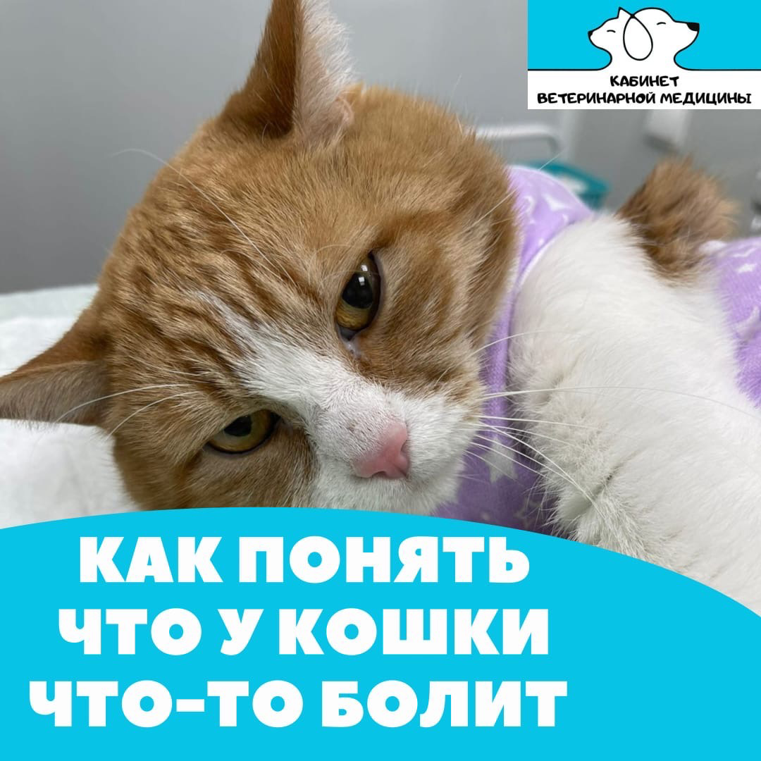 Пост нужно сохранить для своего 🐈 | Вет.клиника Ратель | Дзен