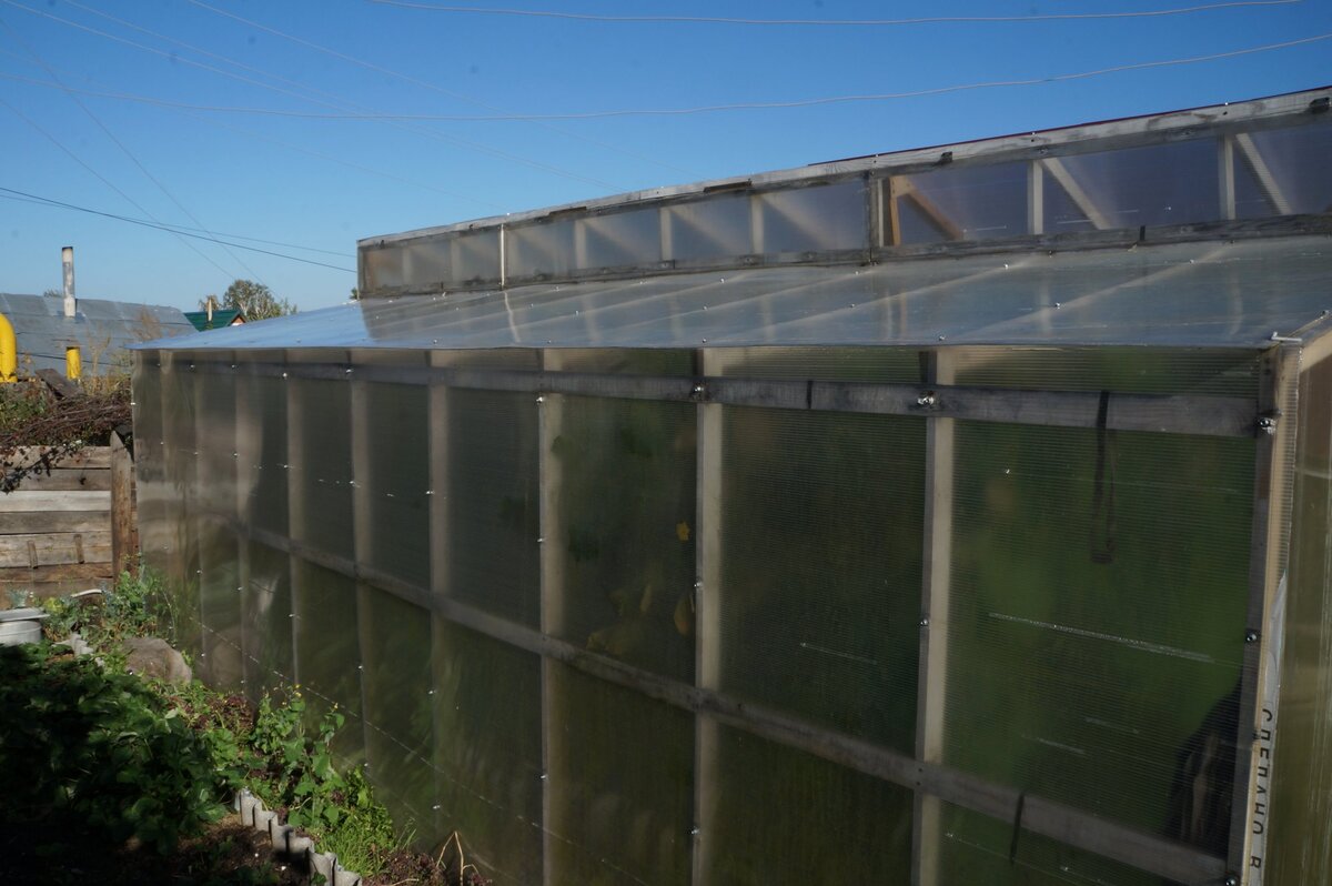 Моя теплица. Фото автора