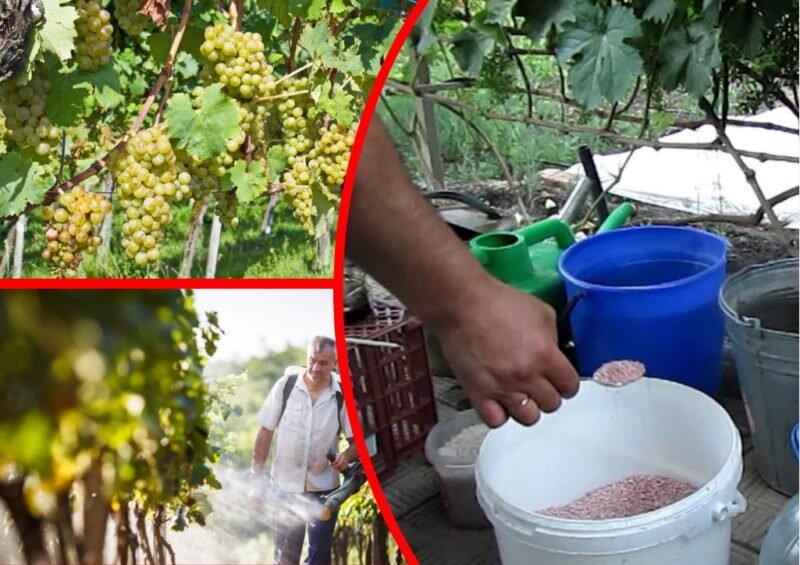 Выбираем необходимые подкормки для винограда — делюсь своим опытомвыращивания растений и получения отличного урожая