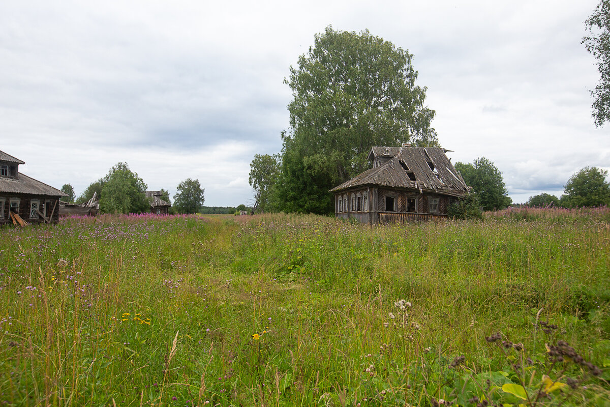Заброшенная деревня. Архангельская область. Фото автора статьи (ещё 1 фото)