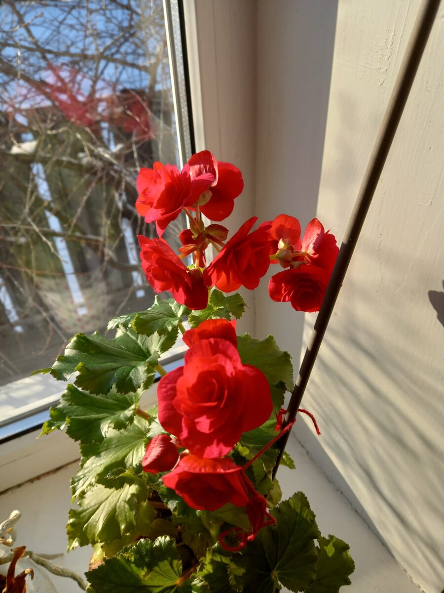 Бегония королевская вся в цветах. Красиво, изящно...