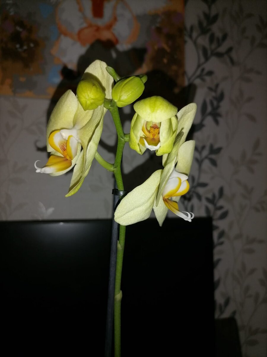 Изумительный жёлто-зелёный цвет. 