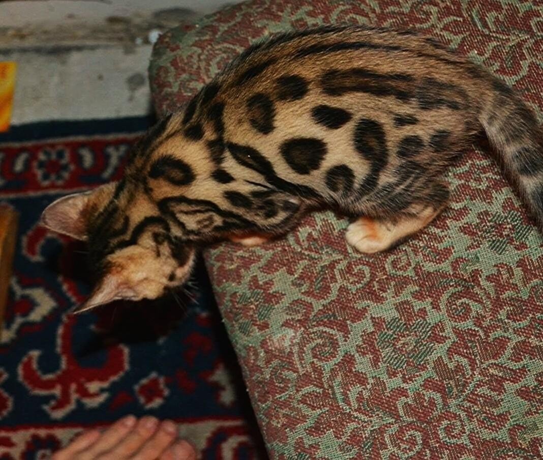 Бенгальский домашний котенок.