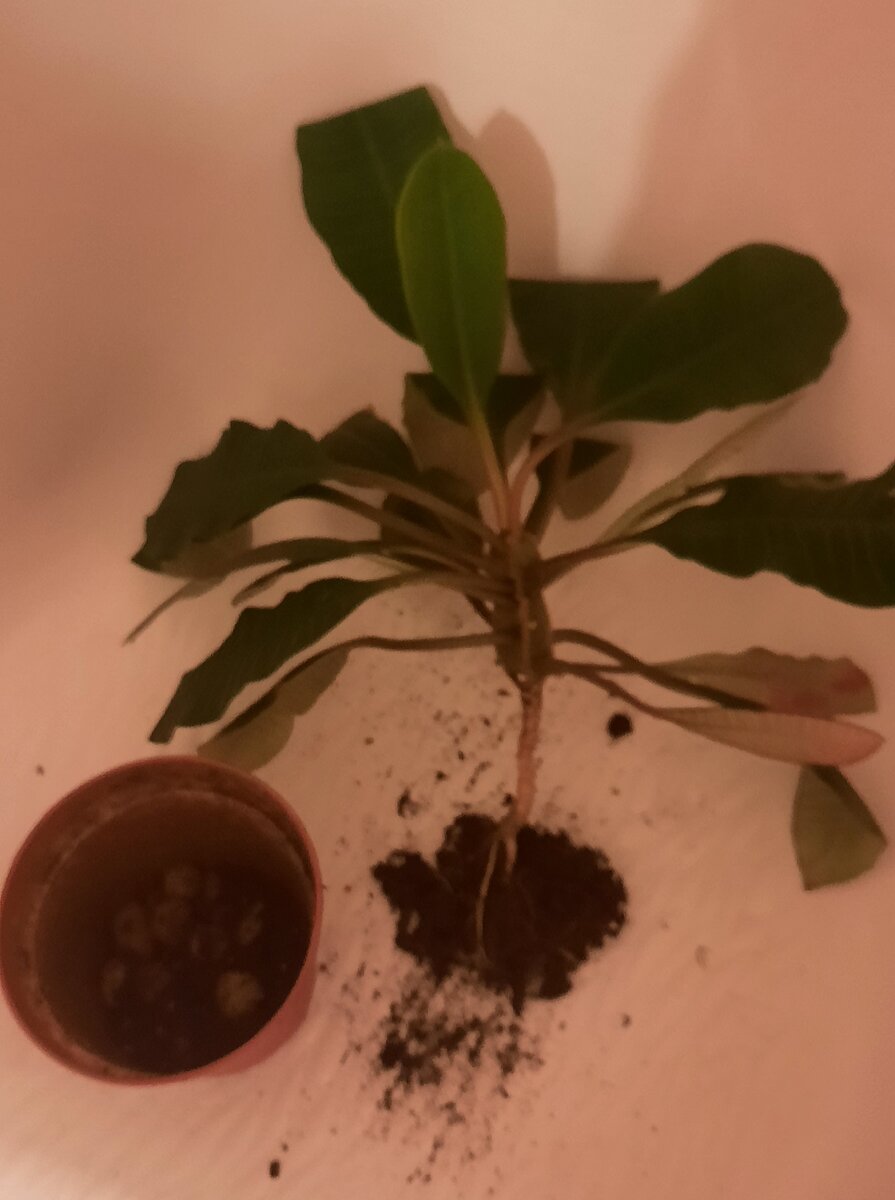 Мой молочай. Разросся и упал с полки.