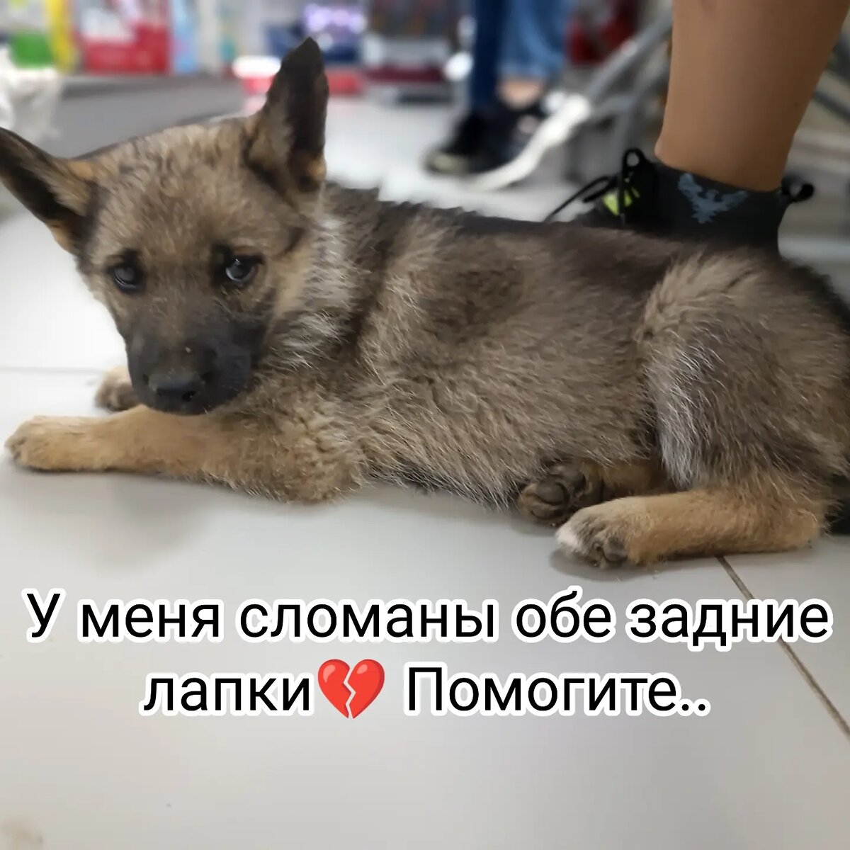 Снова не смогли пройти мимо💔 А что делать, когда ребёнок умирает, А помочь никто не хочет?.... Ей всего месяца 2, в уже такие испытания.... По рентгена перелом таза и обоих задн х лапок.... Правая без смещения. Срастётся сама. А вот левая.. Будет смотреть хирург, можно ли вообще оперировать? Кости прозрачные.. Очень хрупкие и слабые. Рахит. Недостаток кальция. 
Оставили в стационаре. Заплатила ещё 5000;в клинику. На 2100 обошёлся рентген. 
Помощь очень очень нужна🙏 Покалеченых животных много.. Да и на здоровых расходы огромны.... 
Карта сб 2202 2024 6687 1666
Прикреплена к номеру 89178312475 (НЕ ДЛЯ ЗВОНКОВ!) на имя
Елена Леонидовна Т.
💳 Карта Тинькофф 5213243915883746 на имя Елена Леонидовна Т.
💳 Карта ВТБ  2200 2404 4782 2665 на имя Елена Леонидовна Т
💰Киви-кошелек 8 960 892 17 31
📱Голодный номер 8 960 892 17 31
☎️ 8 960 892 17 31
По поводу переводов из-за границы,  работает корона пей. Пишите в личку
https://vk.com/club197011667
Фин отчёт в обсуждениях
#щенок_с_базы34